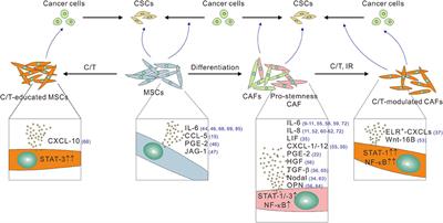 Targeting the Interplay Between Cancer Fibroblasts, Mesenchymal Stem Cells, and Cancer Stem Cells in Desmoplastic Cancers